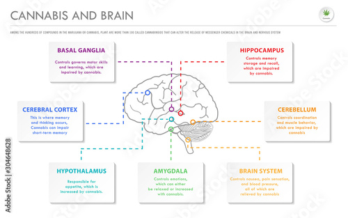 Cannabis and Brain horizontal business infographic illustration about cannabis as herbal alternative medicine and chemical therapy, healthcare and medical science vector.