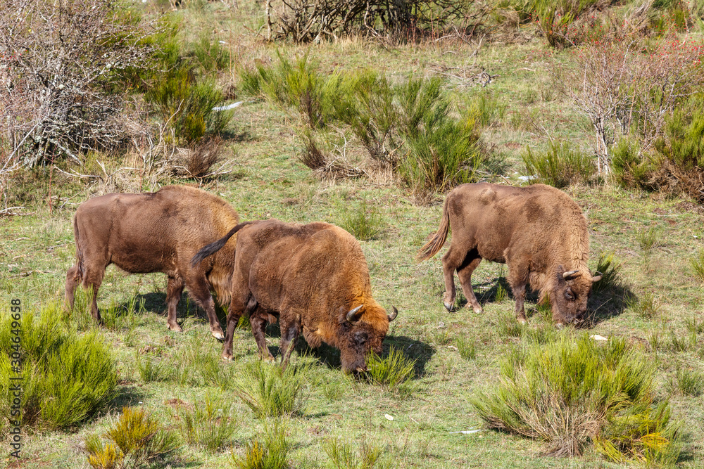 Bisontes europeos, dos hembras y un macho pastando en la pradera. Bison bonasus. Cordillera Cantábrica, España. Bisontes europeos, dos hembras y un macho pastando en la pradera. Bison bonasus. Cordillera Cantábrica, España.