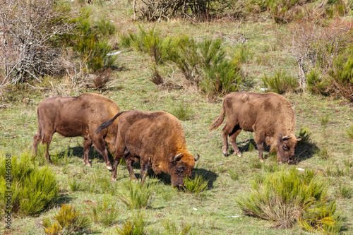 Foto Bisontes europeos, dos hembras y un macho pastando en la pradera