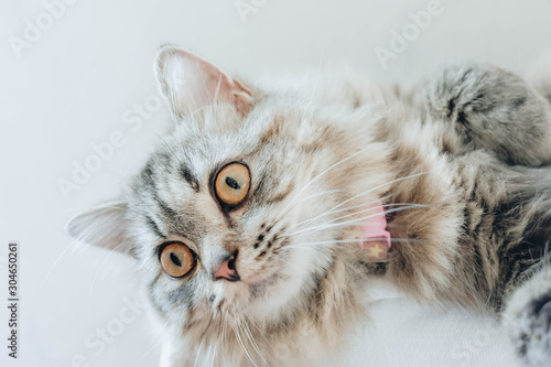 An adorable Persian cat laying down on the bed with natural light.