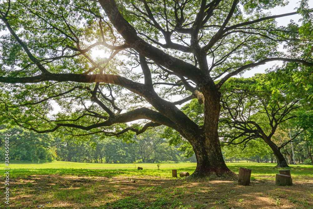 The greenery leaves branches of big Rain tree sprawling cover on green grass lawn under sunshine morning, plenty trees on background in the publick park