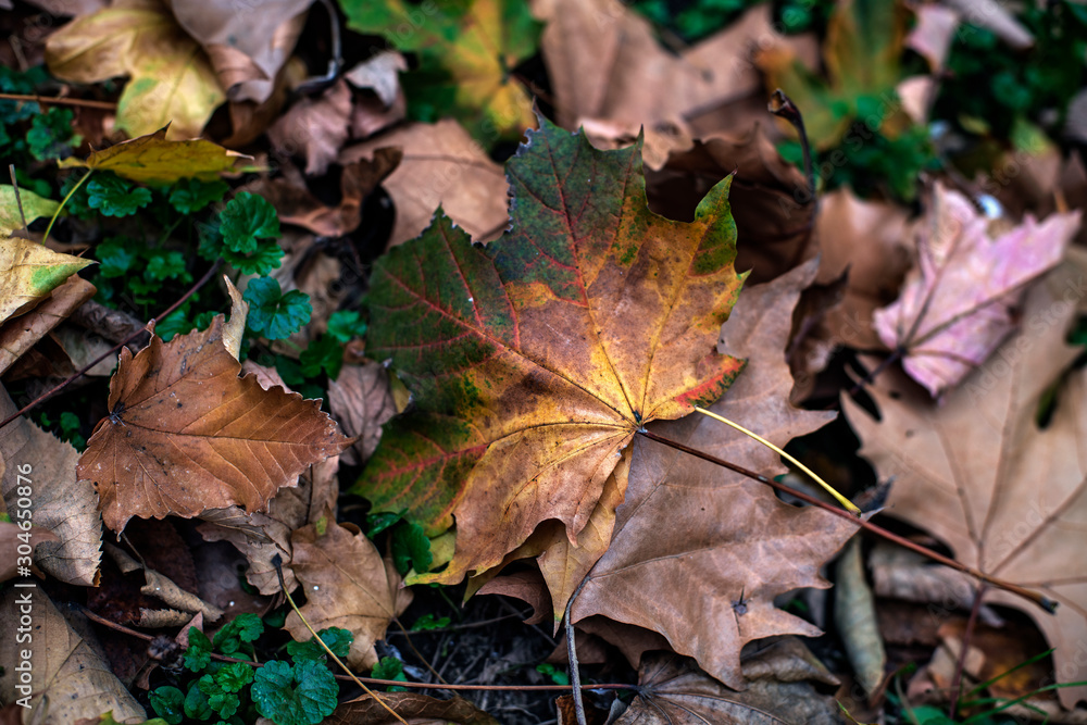 Beautiful autumn leaves in a variety of colors. Fallen leaves on the ground. Beautiful autumn leaves in a variety of colors. Fallen leaves on the ground.