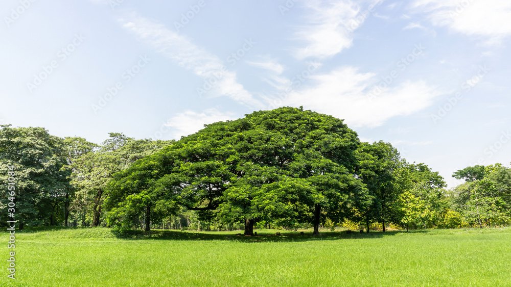 The greenery leaves branches of big Rain tree sprawling cover on green grass lawn under blue sky and sunshine morning, plenty trees on background in the publick park