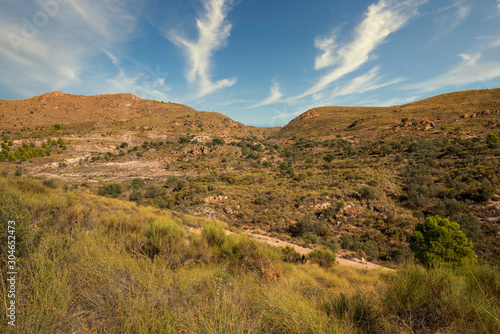 trees in the Beninar area  Spain 