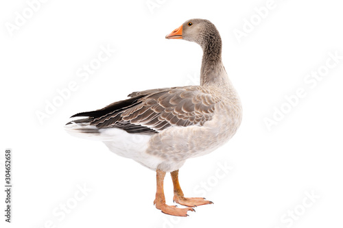 Beautiful goose, side view, standing isolated on white background