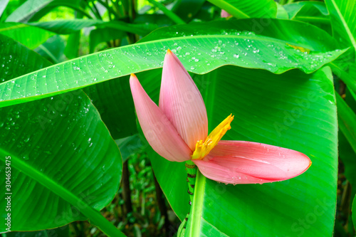 Pink petals of flowering Banana blooming on fresh green pinnately parallel venation leaf pattern with water droplets, known as Musa ornata tropical plant