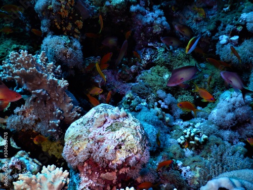 koral ryba morza czerwonego nurkowanie 