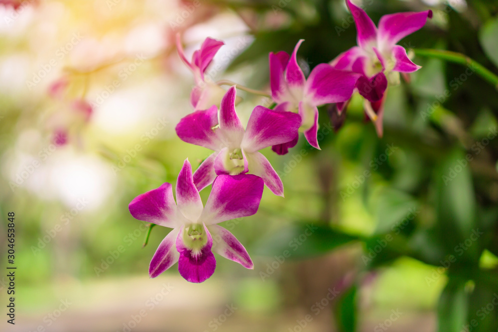 Bunch of pink petals Dendrobium hybrid orchid under green leafs tree on blurry background Bunch of pink petals Dendrobium hybrid orchid under green leafs tree on blurry background