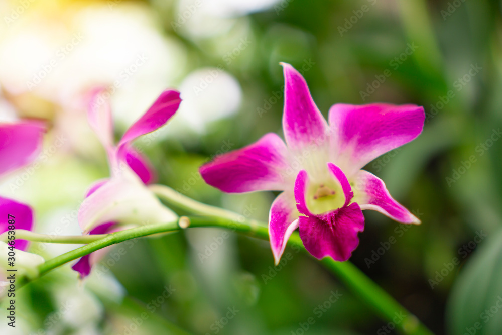 Bunch of pink petals Dendrobium hybrid orchid under green leafs tree on blurry background