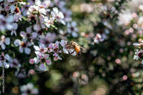 Honey bee on New Zealand Manuka flower