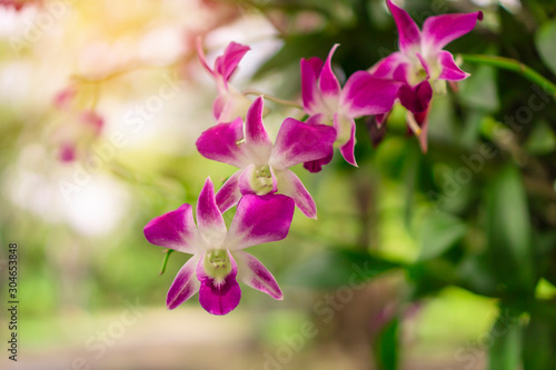 Bunch of pink petals Dendrobium hybrid orchid under green leafs tree on blurry background