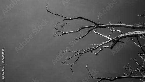 dry tree branches