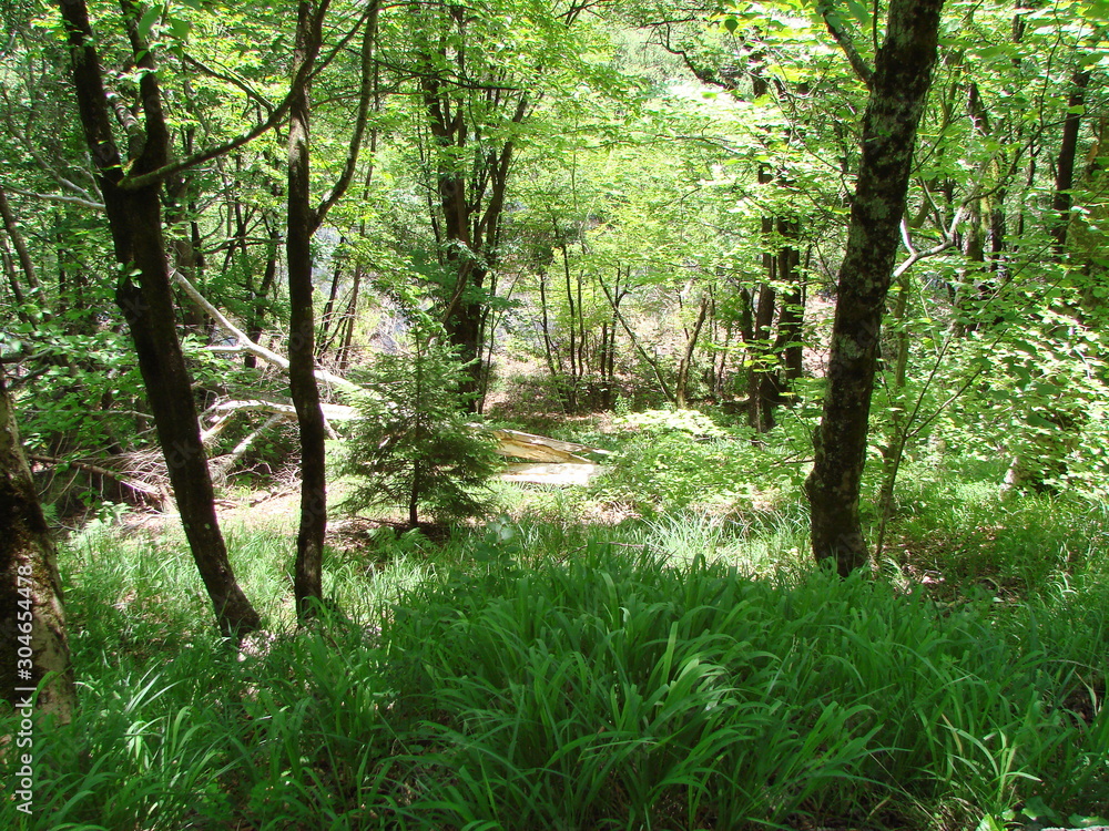 Fototapeta premium Panorama of the forest vegetation of a mountain forest at the foot of trees on a hillside that densely covers the bottom of trees.