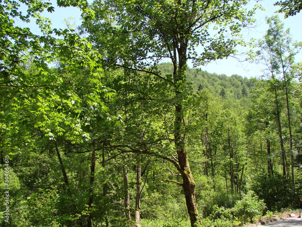 Natural picture of a mountain forest on a slope of a rocky hill under the rays of the sun that barely makes its way through the thick of the branches. Natural picture of a mountain forest on a slope of a rocky hill under the rays of the sun that barely makes its way through the thick of the branches.