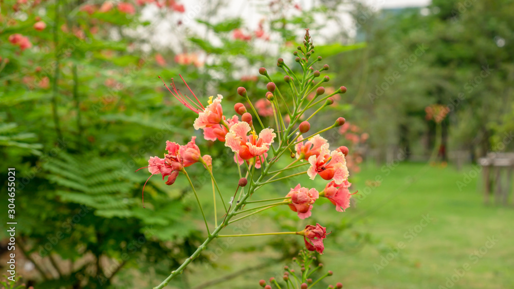 Bunch of orange petals Peacock's crest know as Pride of barbados or Flower fecne blooming on green leaves blurred background in a garden