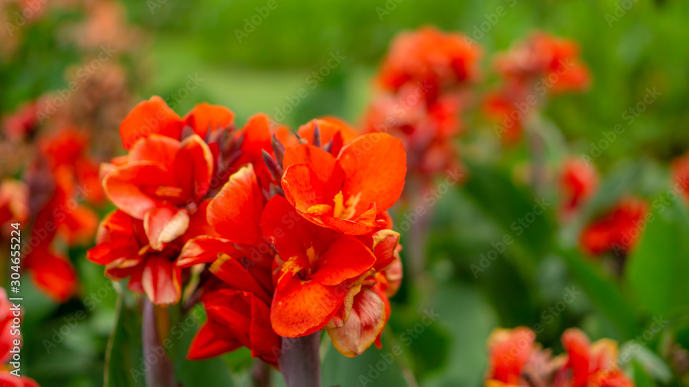 Fields of orange petals of Canna Lily know as Indian short plant or Bulsarana flower blossom on green leaves in a garden
