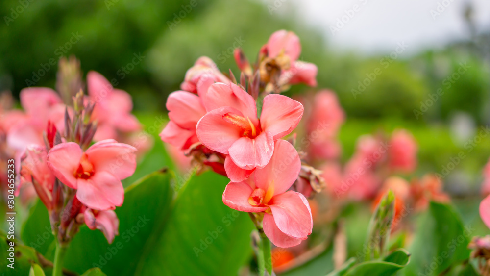 Fields of pink petals of Canna Lily know as Indian short plant or Bulsarana flower blossom on green leaves in a garden Fields of pink petals of Canna Lily know as Indian short plant or Bulsarana flower blossom on green leaves in a garden