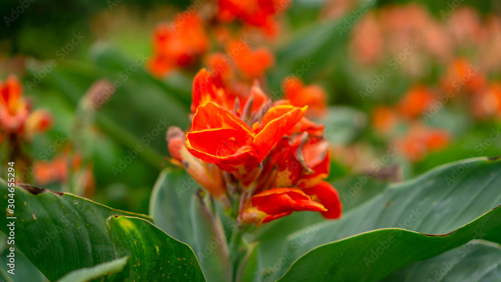 Fields of orange petals of Canna Lily know as Indian short plant or Bulsarana flower blossom on green leaves in a garden Fields of orange petals of Canna Lily know as Indian short plant or Bulsarana flower blossom on green leaves in a garden