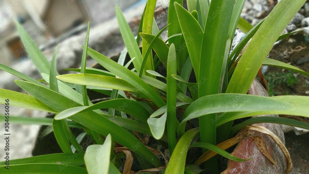 Green Grass look plant in a garden Green Grass look plant in a garden