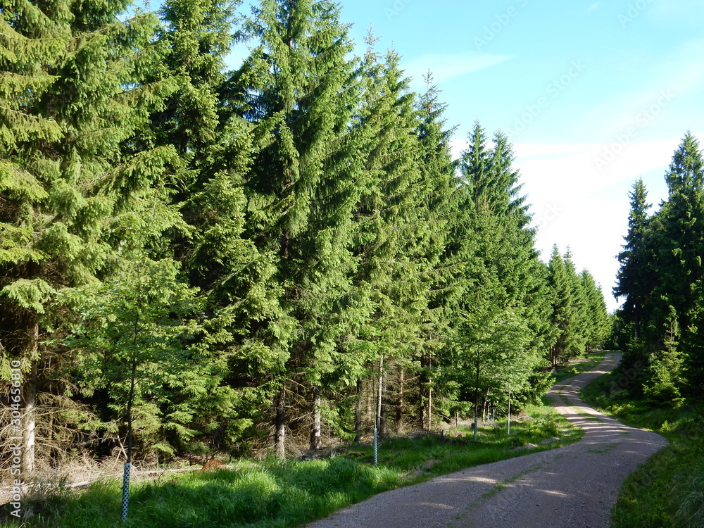 a road in the forest near Oberhof, Thuringia, Germany