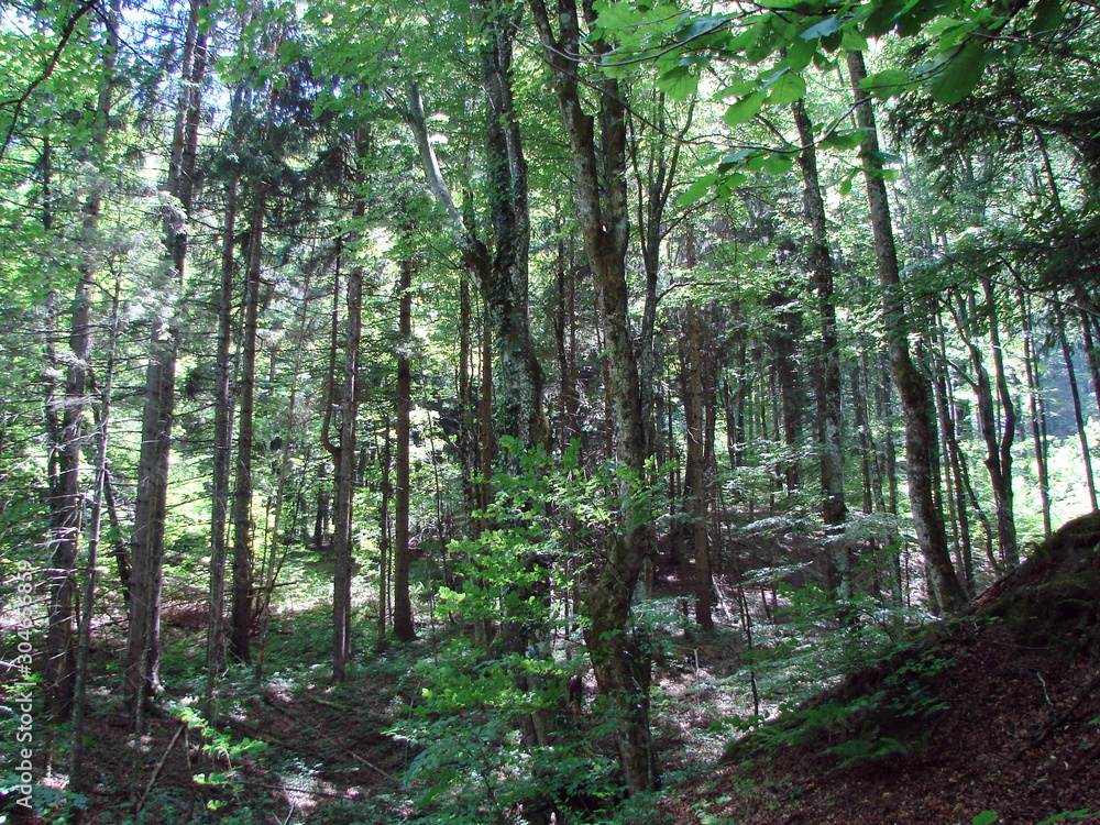Fototapeta premium Natural picture of a mountain forest on a slope of a rocky hill under the rays of the sun that barely makes its way through the thick of the branches.