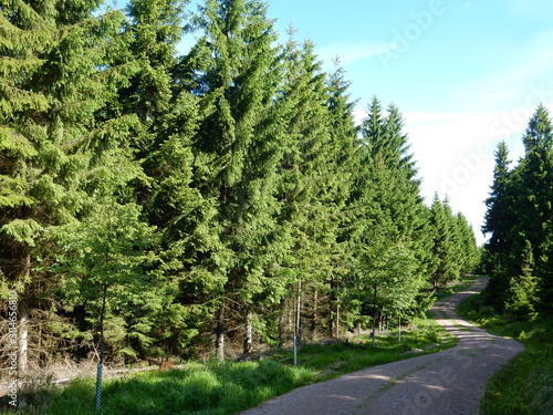 a road in the forest near Oberhof, Thuringia, Germany
