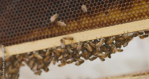 Close up shot of honey bees buzzing around on their beehive in a big bee colony