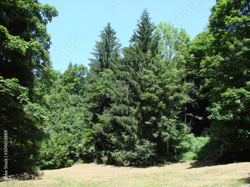 Natural picture of the beauty of evergreen pine forest in early summer under the bright rays of the midday sun.