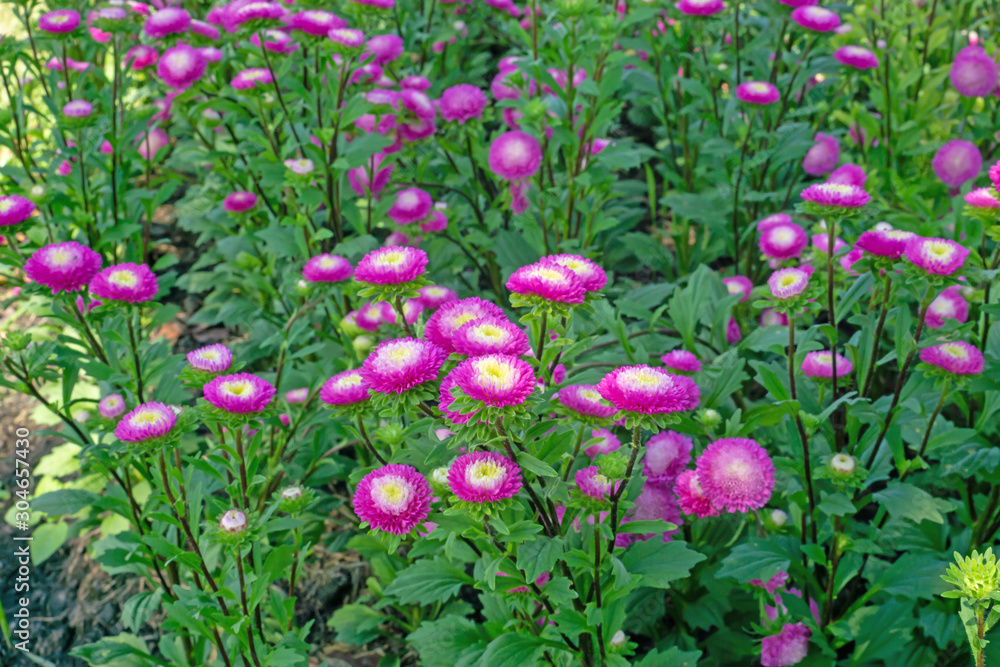 Pink petals of Everlasting or Straw flower blossom on green leaves, this plant know as Helichrysum bracteatum (Venten.) Willd in botanical name, is an annual flowering in Compositae family