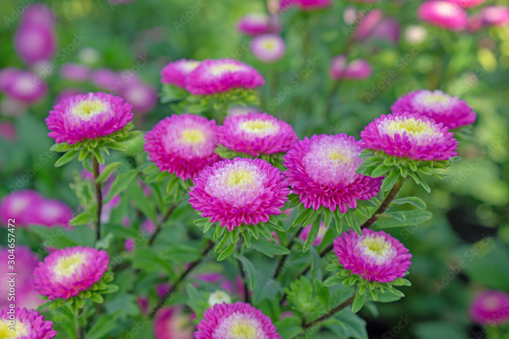 Pink petals of Everlasting or Straw flower blooming on green leaves, this plant know as Helichrysum bracteatum (Venten.) Willd in botanical name, is an annual flowering in Compositae family Pink petals of Everlasting or Straw flower blooming on green leaves, this plant know as Helichrysum bracteatum (Venten.) Willd in botanical name, is an annual flowering in Compositae family