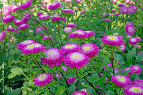 Pink petals of Everlasting or Straw flower blossom on green leaves  this plant know as Helichrysum bracteatum  Venten.  Willd in botanical name  is an annual flowering in Compositae family