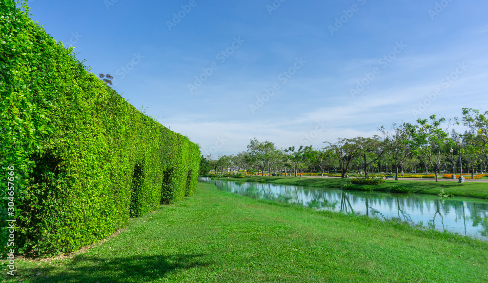 Green wall of the Tooth brush tree on smooth green grass lawn beside a lake and group of trees under clear blue sky in a good maintenance of a park