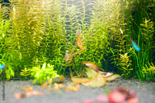 Green aquatic plant aquarium with blurred fish on foreground.