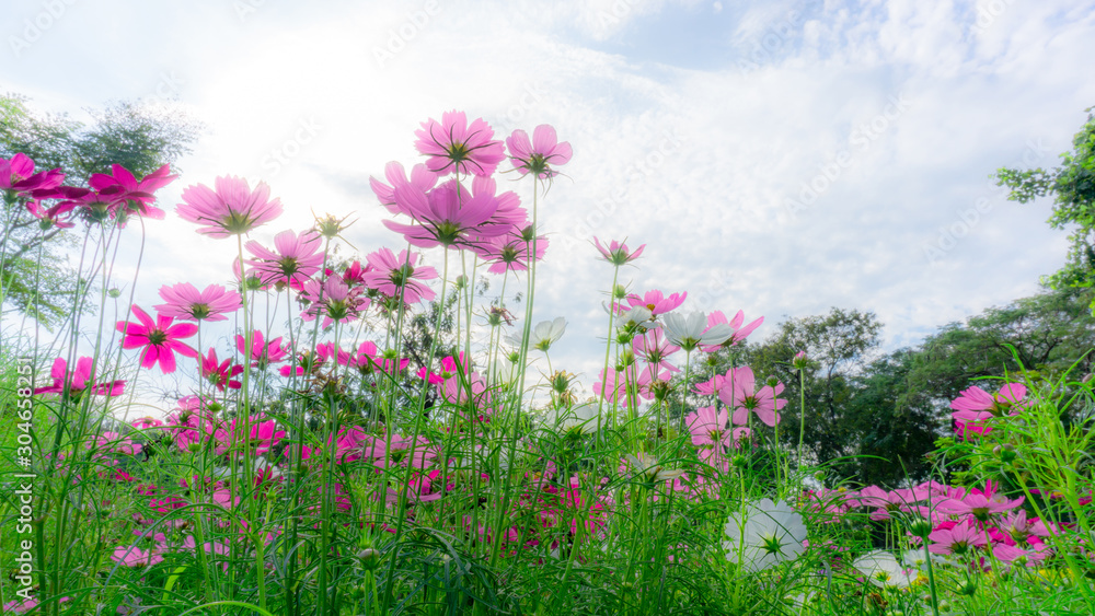 Fiels of beautiful soft Pink, violet and White Cosmos hybrid blossom under vivid blue sky and white clouds in a sunny day, trees on backgroud Fiels of beautiful soft Pink, violet and White Cosmos hybrid blossom under vivid blue sky and white clouds in a sunny day, trees on backgroud