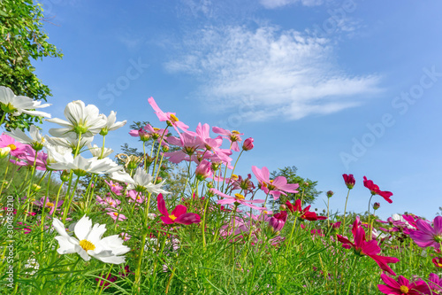 Fiels of beautiful Pink  violet and White Cosmos hybrid blossom under vivid blue sky and white clouds in a sunny day