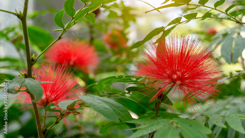 bunches of fluffy petals of Pink red powder puff flowering plant, known as Red head  powder puff in Fabaceae family in botanical garden photo