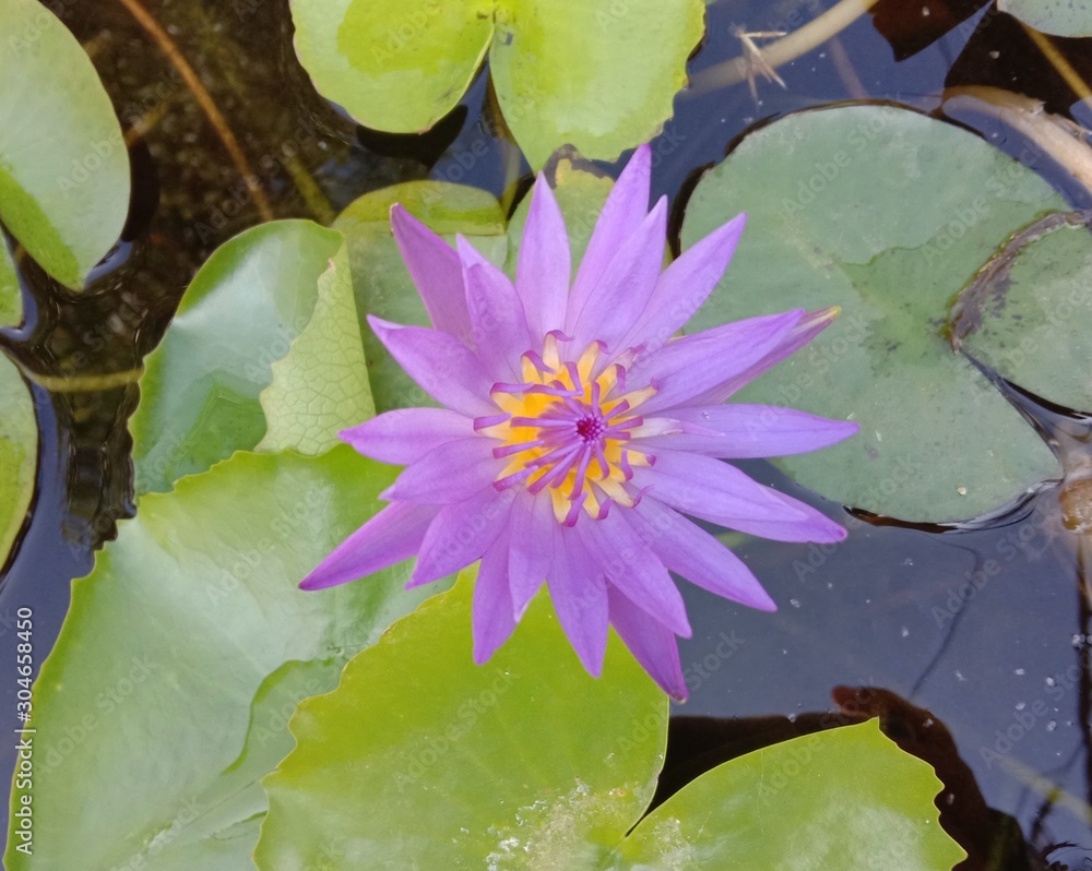 Lotus on green leaf and water surface is considered a symbol of virtue. Belief has existed since the modern era. Lotus has been called “ The queen of Aquatic Plant” is a water plant with petioles. Lotus on green leaf and water surface is considered a symbol of virtue. Belief has existed since the modern era. Lotus has been called “ The queen of Aquatic Plant” is a water plant with petioles.