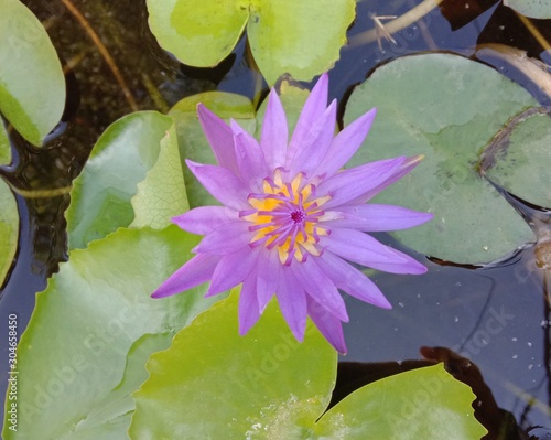 Lotus on green leaf and water surface is considered a symbol of virtue. Belief has existed since the modern era. Lotus has been called “ The queen of Aquatic Plant” is a water plant with petioles.