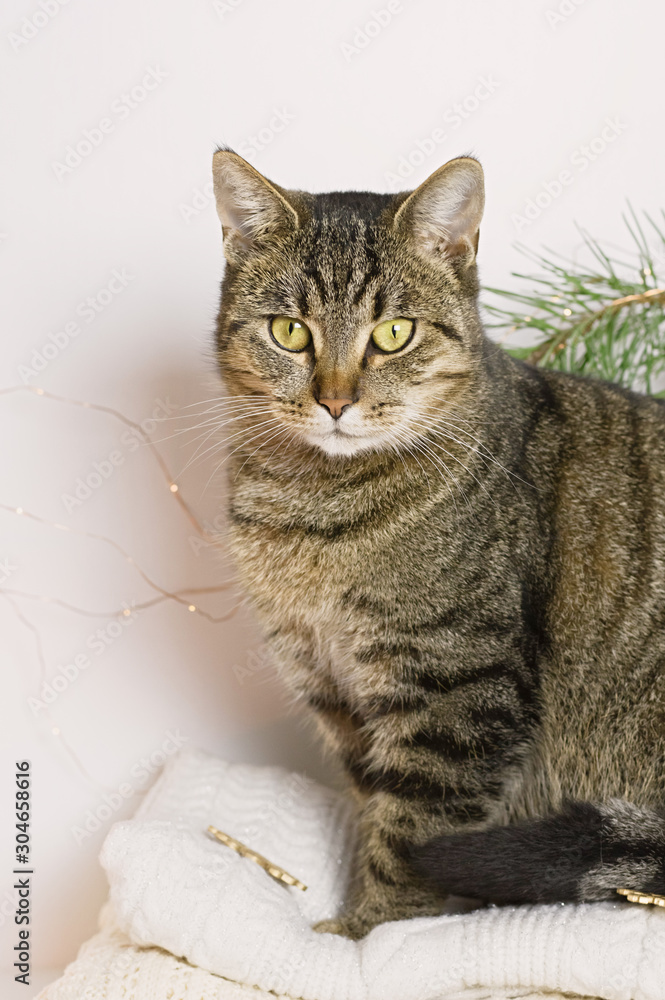 Pets, Christmas and cosiness concept - a tabby cat sitting on a warm sweater in a Christmas atmosphere.