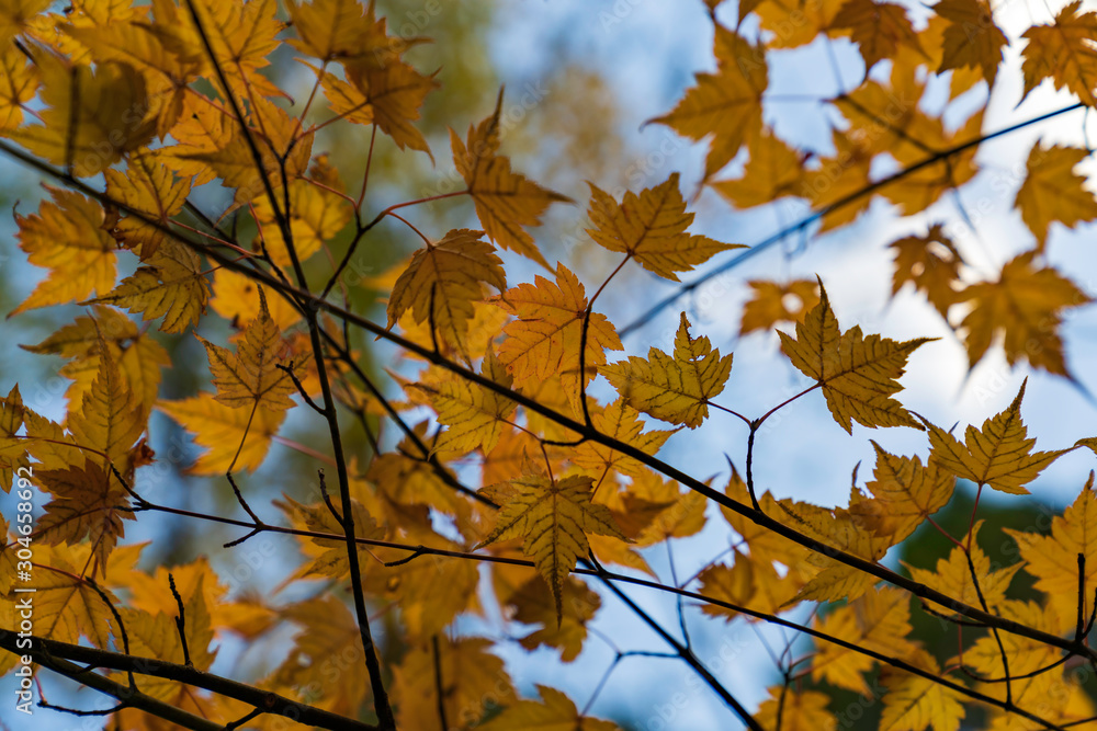 紅葉するもみじ 紅葉するもみじ