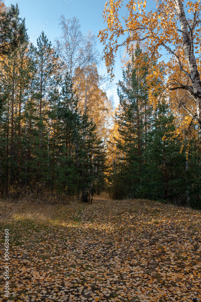 Obraz premium the path in the autumn forest