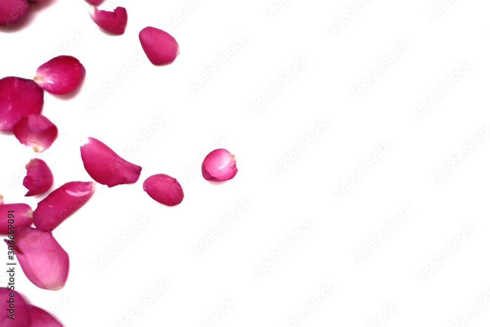A group of sweet pink rose corollas on white isolated with copy space and softy style A group of sweet pink rose corollas on white isolated with copy space and softy style