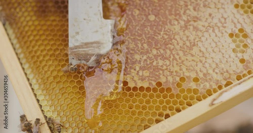 Close up shot of a beekeeper scraping a honeycomb to harvest honey from a beehive in slow motion, oozing golden honey