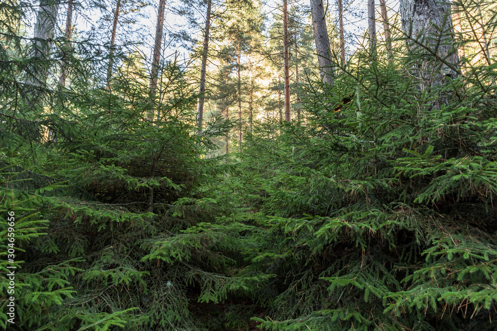 Hillside covered with trees in a coniferous forest in the mountainous part of Georgia Hillside covered with trees in a coniferous forest in the mountainous part of Georgia