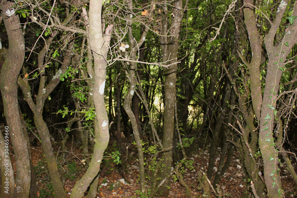 Abandoned trees and underbrush in Vikos gorge Epirus Greece Abandoned trees and underbrush in Vikos gorge Epirus Greece