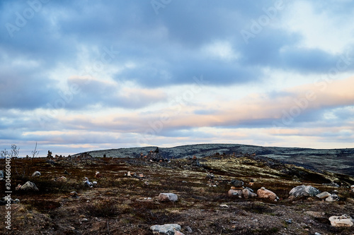 Tundra landscape with moss, glass and stouns in the north of Norway or Russia and blue sky with clouds photo