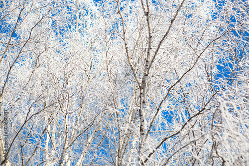 Frozen birch tree on blue winter sky in sunny winter day Branches covered with snow Nature winter landscape © Alik Mulikov
