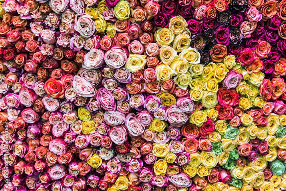 different colors of fresh roses grow. background different colors of fresh roses grow. background
