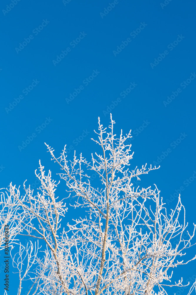 Frost covered birch tree against blue sky Branches covered with snow Nature winter landscape