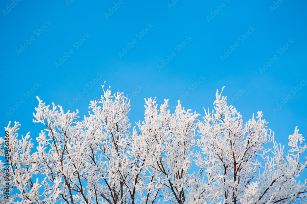 Naked birch tree branches covered by snow and frost against the blue sky with white light clouds Branches covered with snow Nature winter landscape